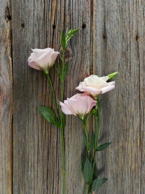 PINK LISIANTHUS